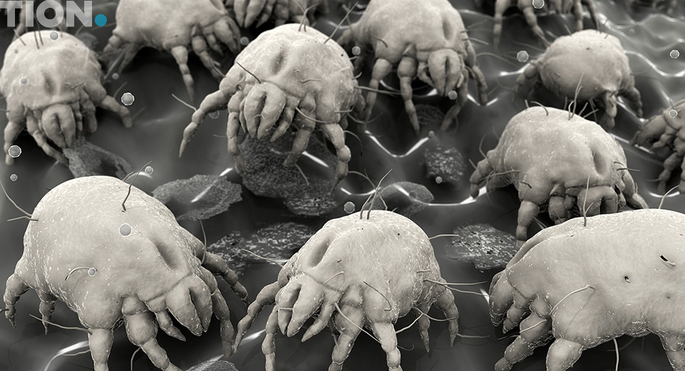 Пылевые клещи