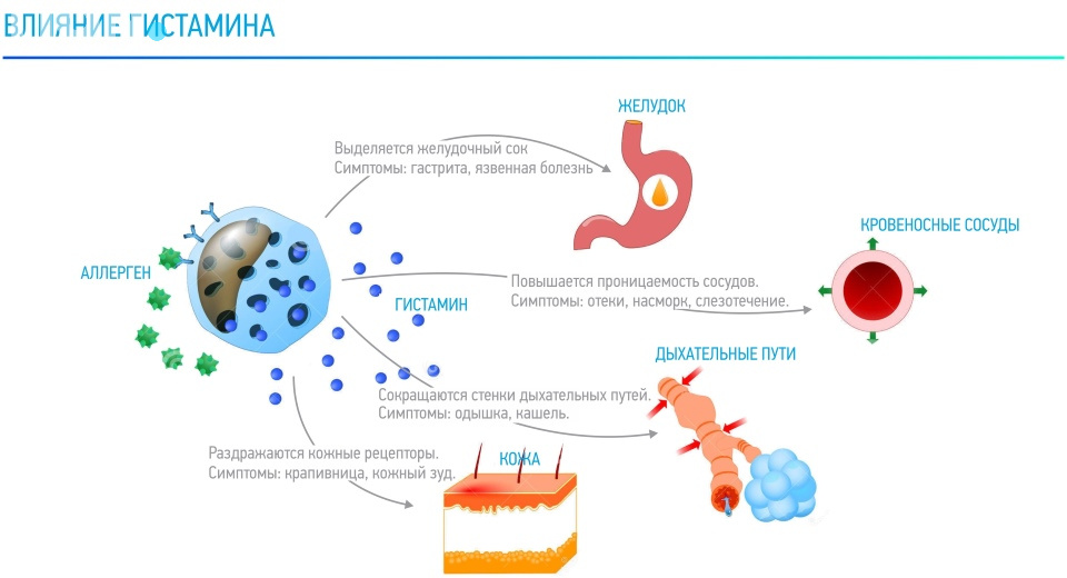 Влияние гистамина
