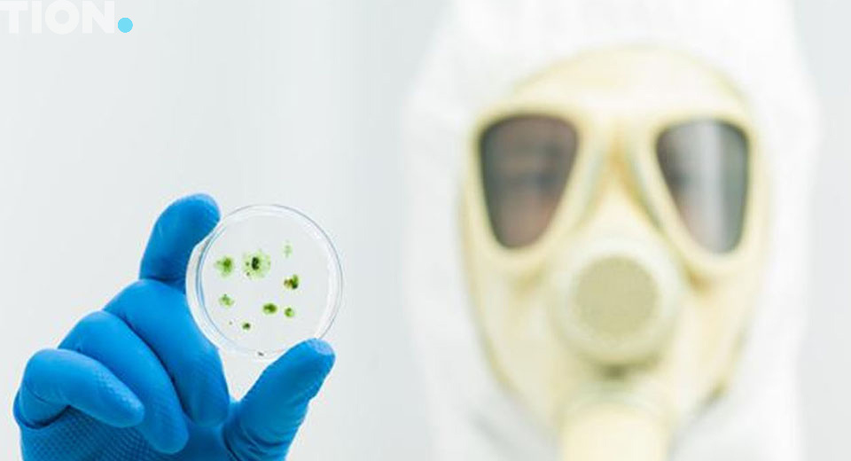 Виды плесени