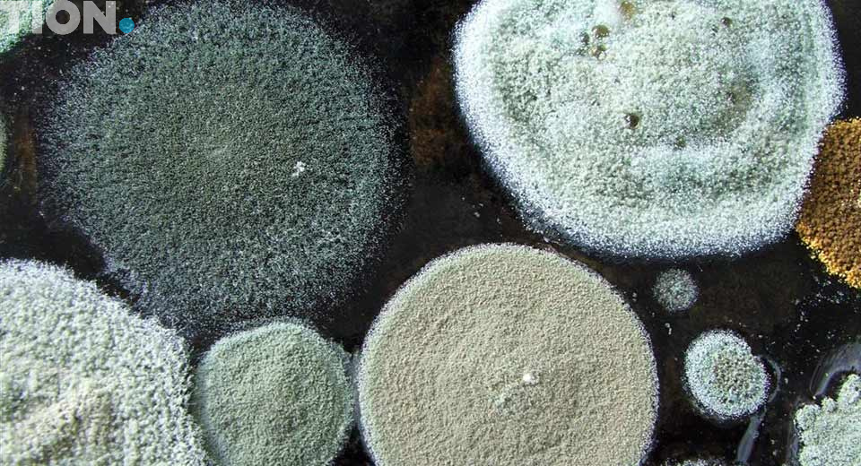 Причины появления в квартире плесени