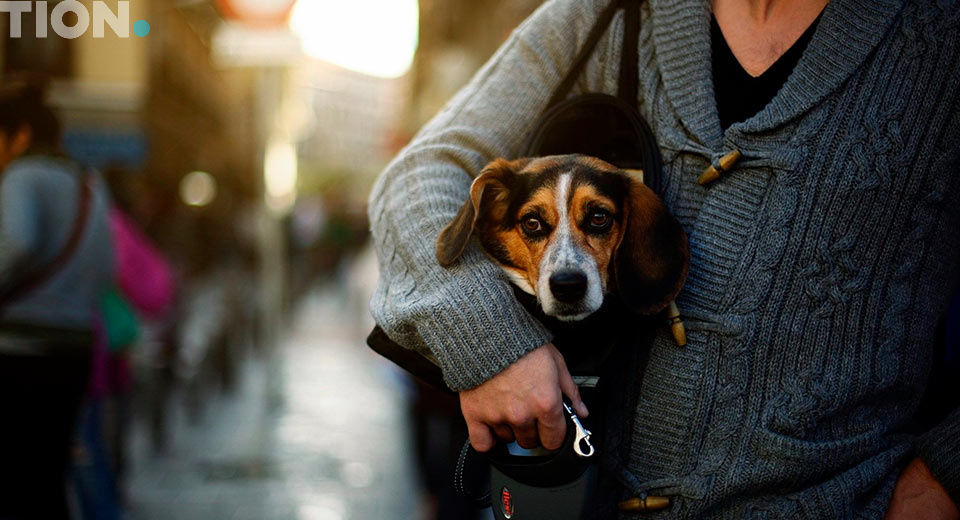 Профилактика аллергии на животных