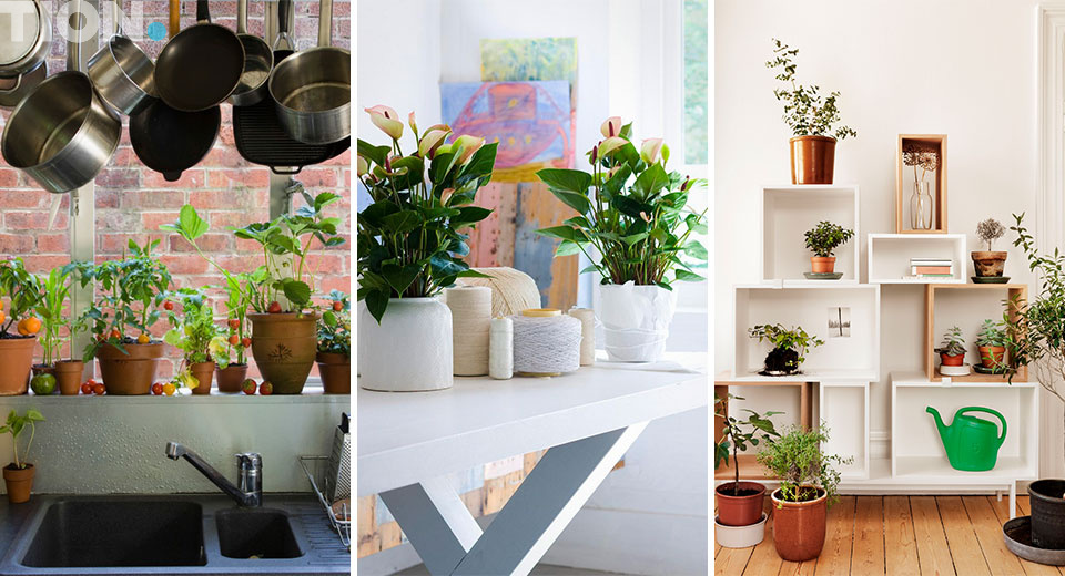 Комнатные растения