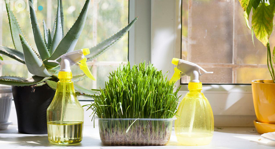 Комнатные растения