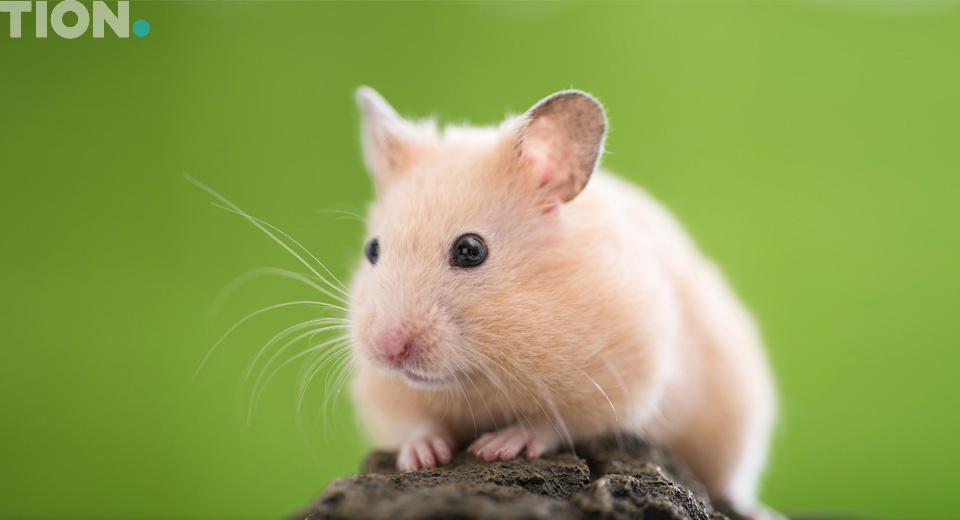 Сирийский хомяк 