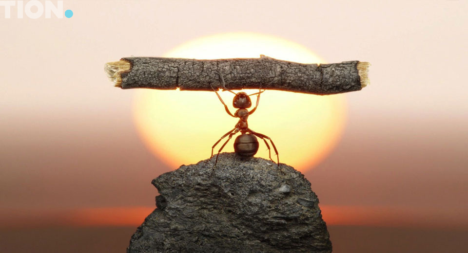 Муравей с веточкой