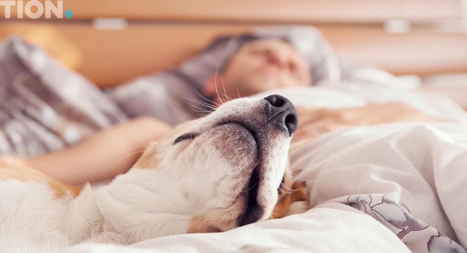 Спящая собака