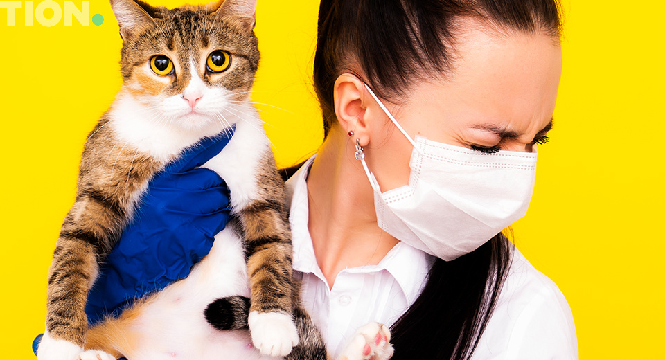 Аллергия на котов